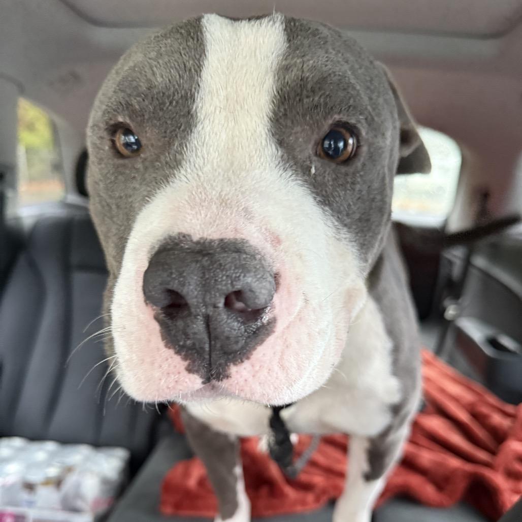 Enlarge Patton, a Adoptable American Staffordshire Terrier in Aberdeen, NC image 4/6