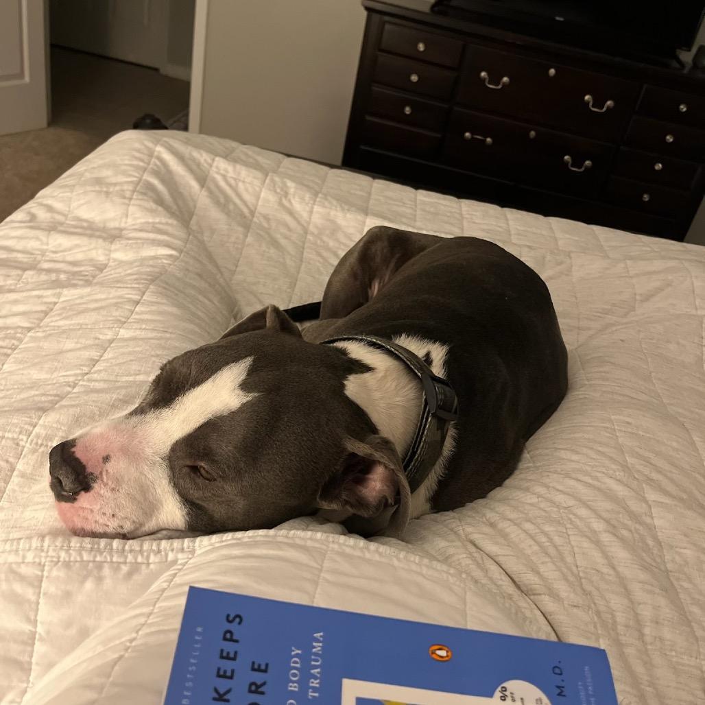 Enlarge Patton, a Adoptable American Staffordshire Terrier in Aberdeen, NC image 5/6