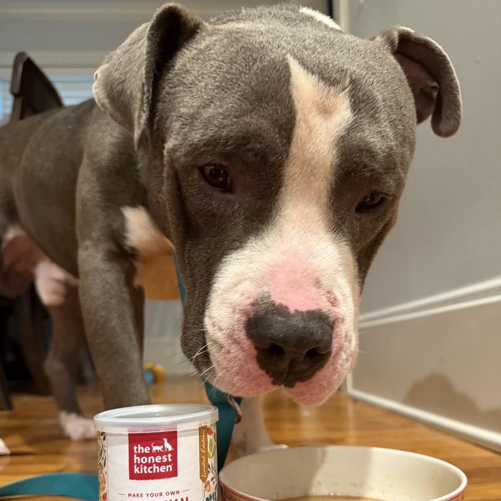 Enlarge Patton, a Adoptable American Staffordshire Terrier in Aberdeen, NC image 6/6