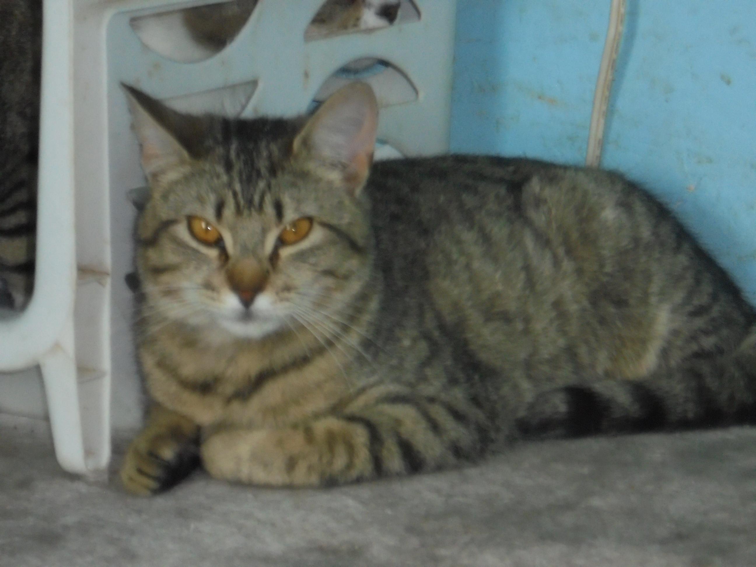 Katy Kitty, Adoptable, Young Female Domestic Short Hair.