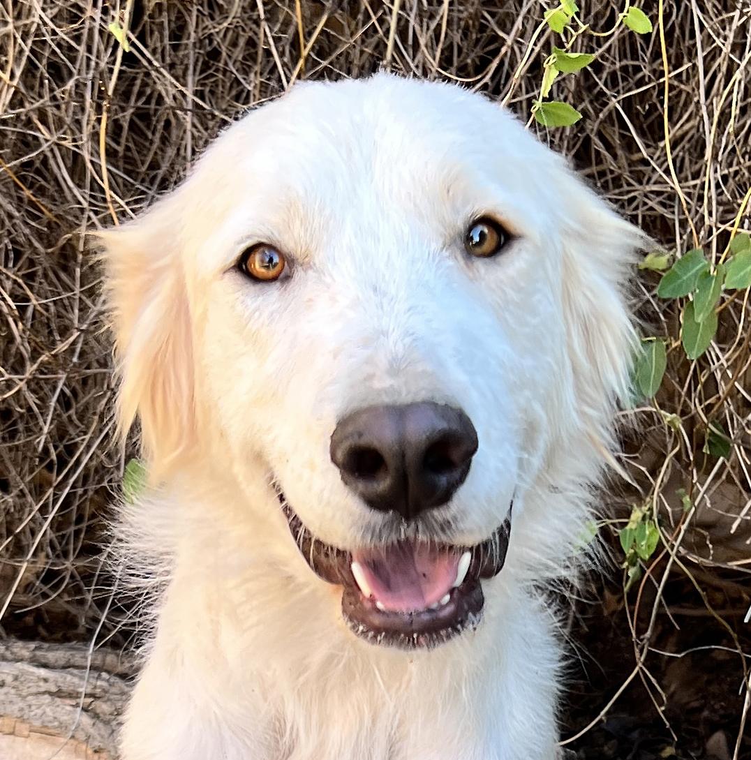 Etherial Ms Eos ~ Golden Pyr, a Adoptable mixed breed in Albuquerque, NM image 1/2