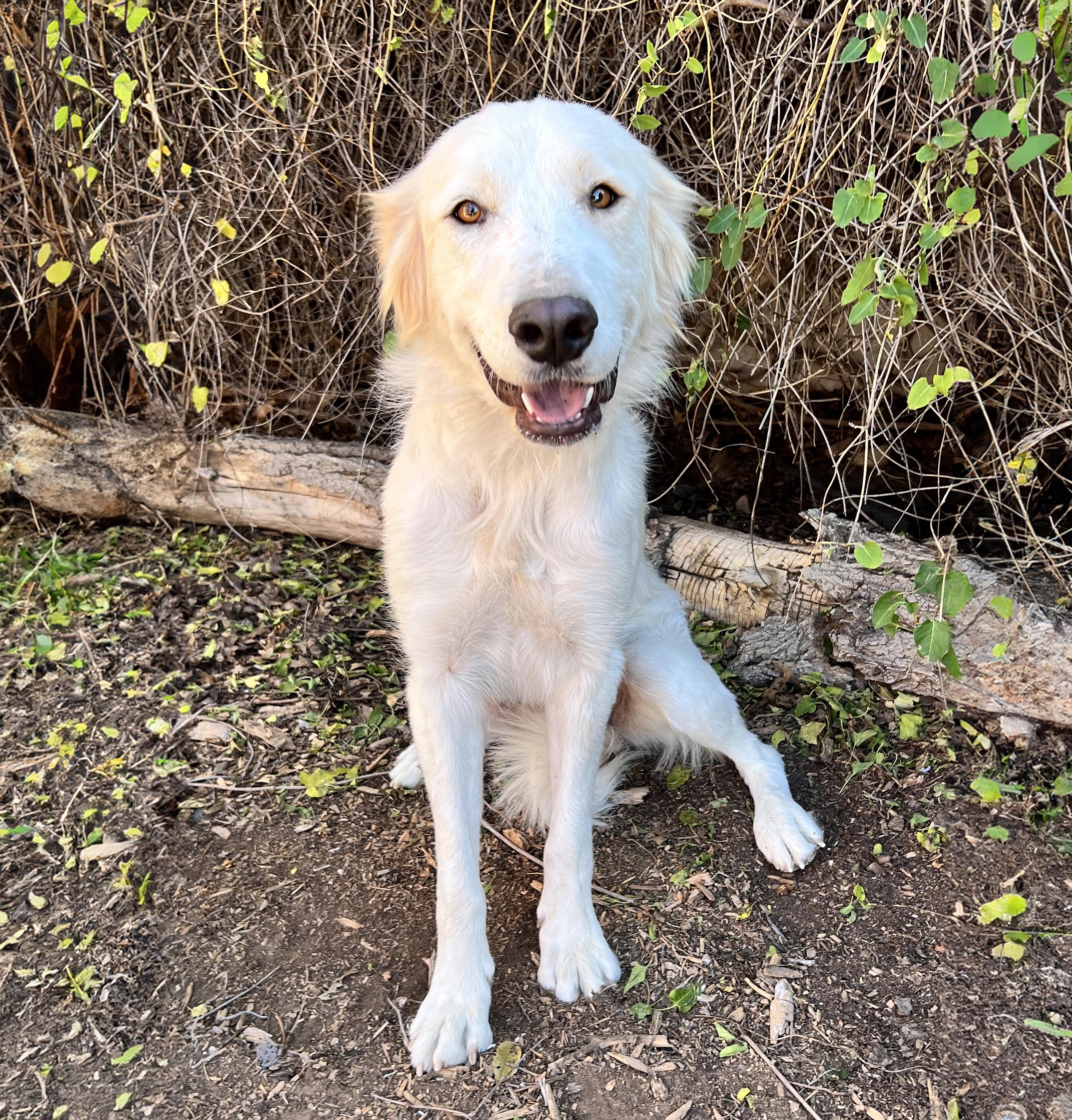 Etherial Ms Eos ~ Golden Pyr