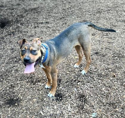 Eric, a Adoptable Mixed Breed in Athens, GA image 2/6