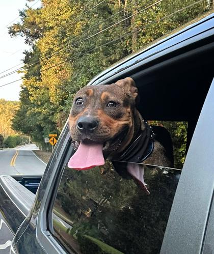 Eric, Adoptable, Young Male Mixed Breed.