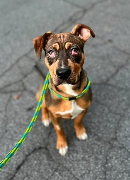 Eric, a Adoptable Mixed Breed in Athens, GA image 6/6