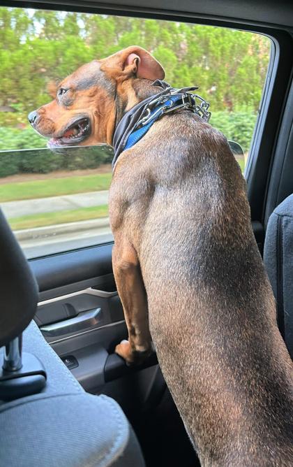 Eric, a Adoptable Mixed Breed in Athens, GA image 3/6