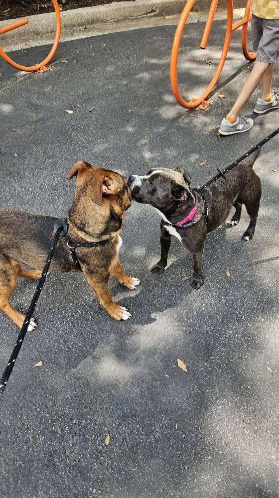 Eric, a Adoptable Mixed Breed in Athens, GA image 4/6
