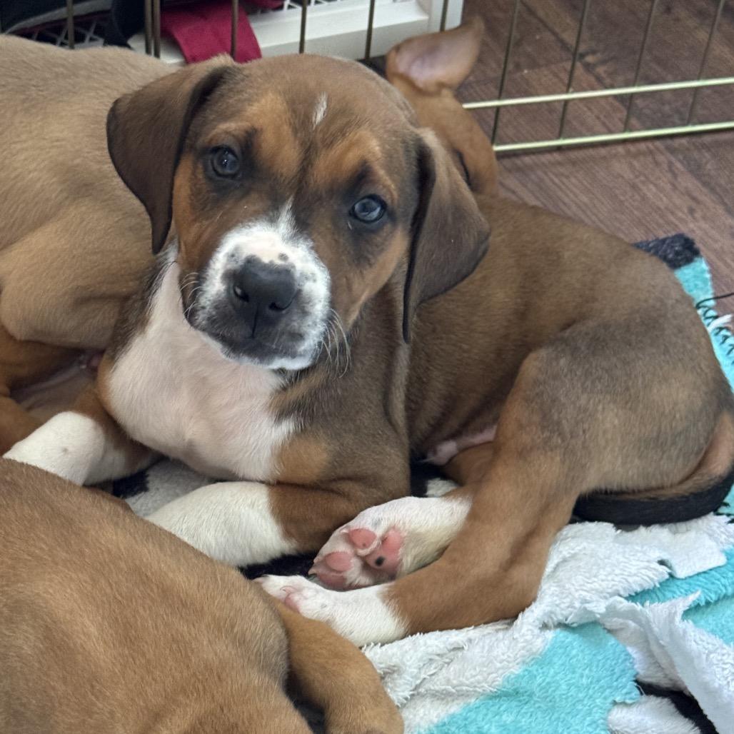 Walker, Adoptable, Puppy Male Mixed Breed.