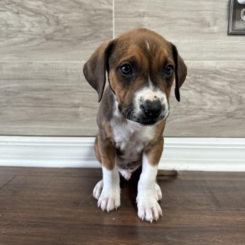 Enlarge Walker, a Adoptable Mixed Breed in Hollister, FL image 2/3