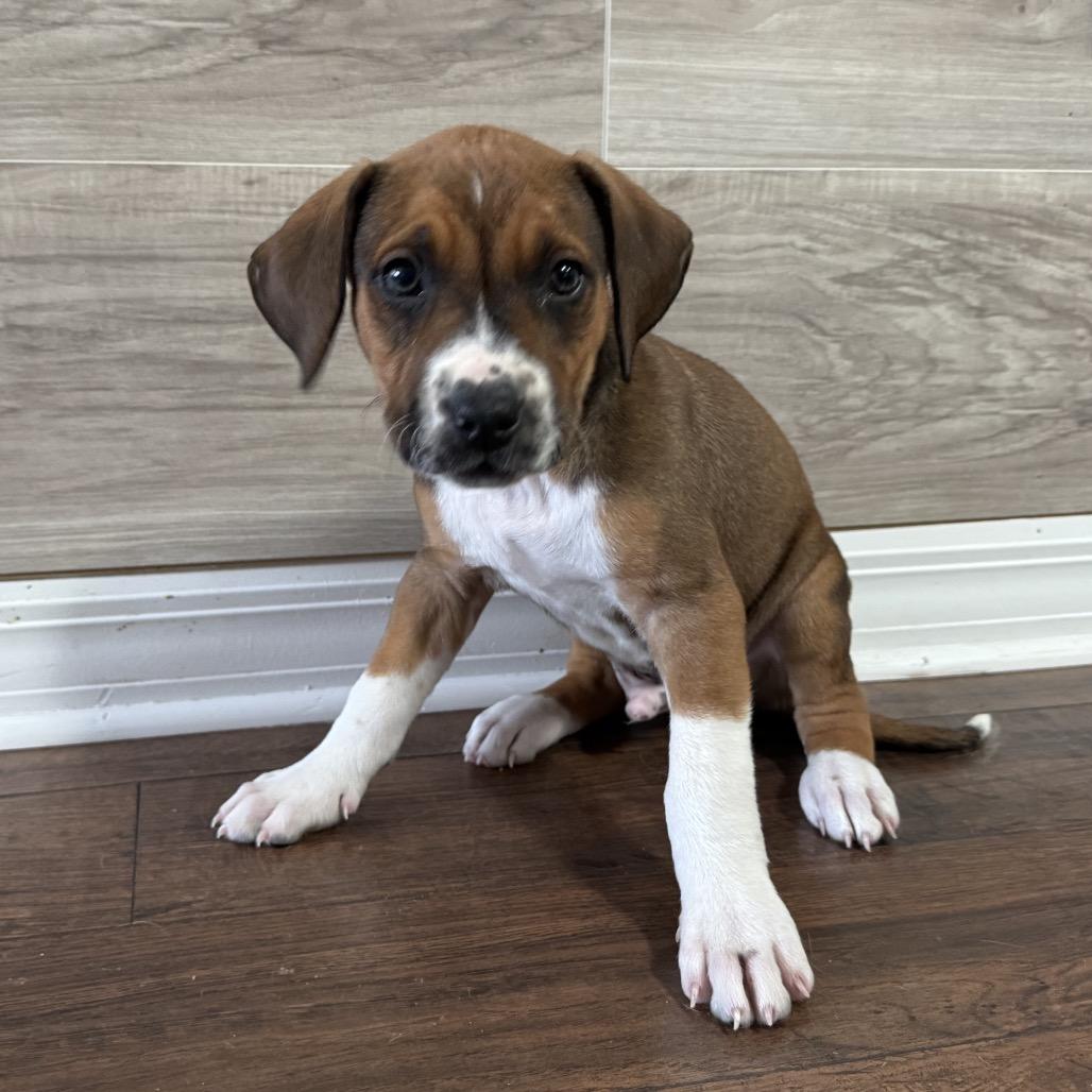 Enlarge Walker, a Adoptable Mixed Breed in Hollister, FL image 3/3