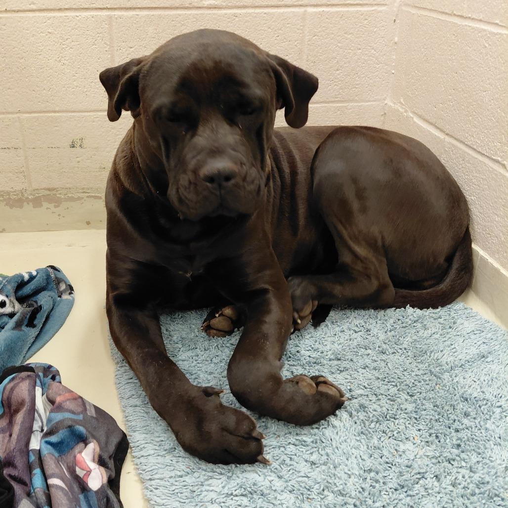 Nova, Adoptable, Young Female Cane Corso.