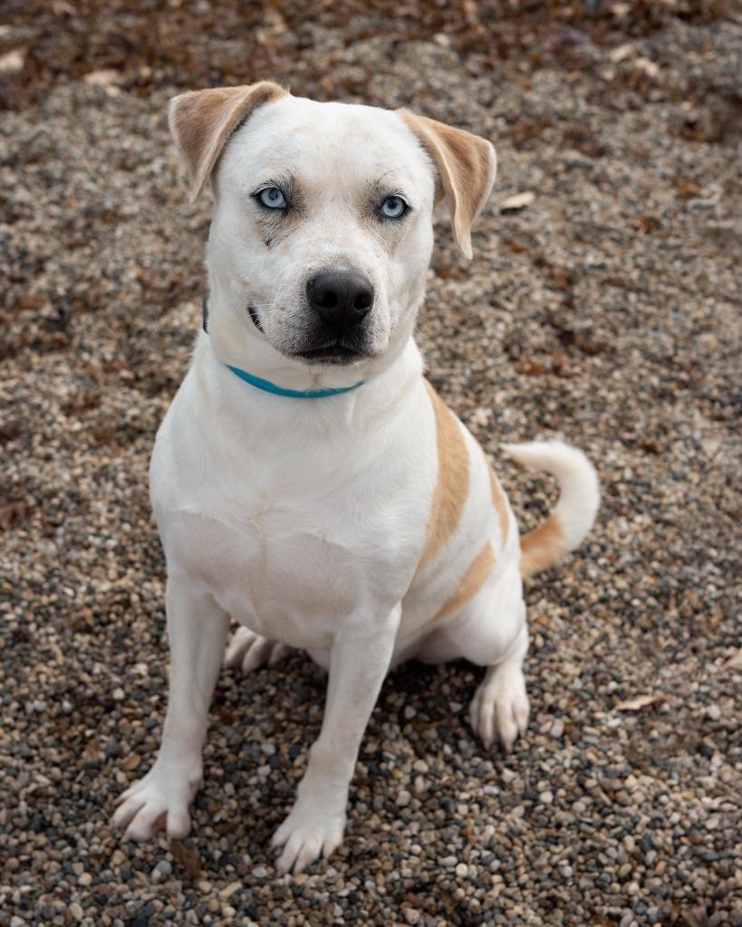 Rusty, Adoptable, Young Male Pit Bull Terrier.