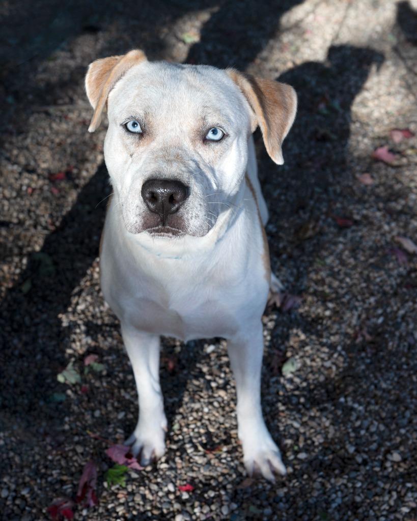 Rusty, a Adoptable Pit Bull Terrier in Boone, IA image 1/2