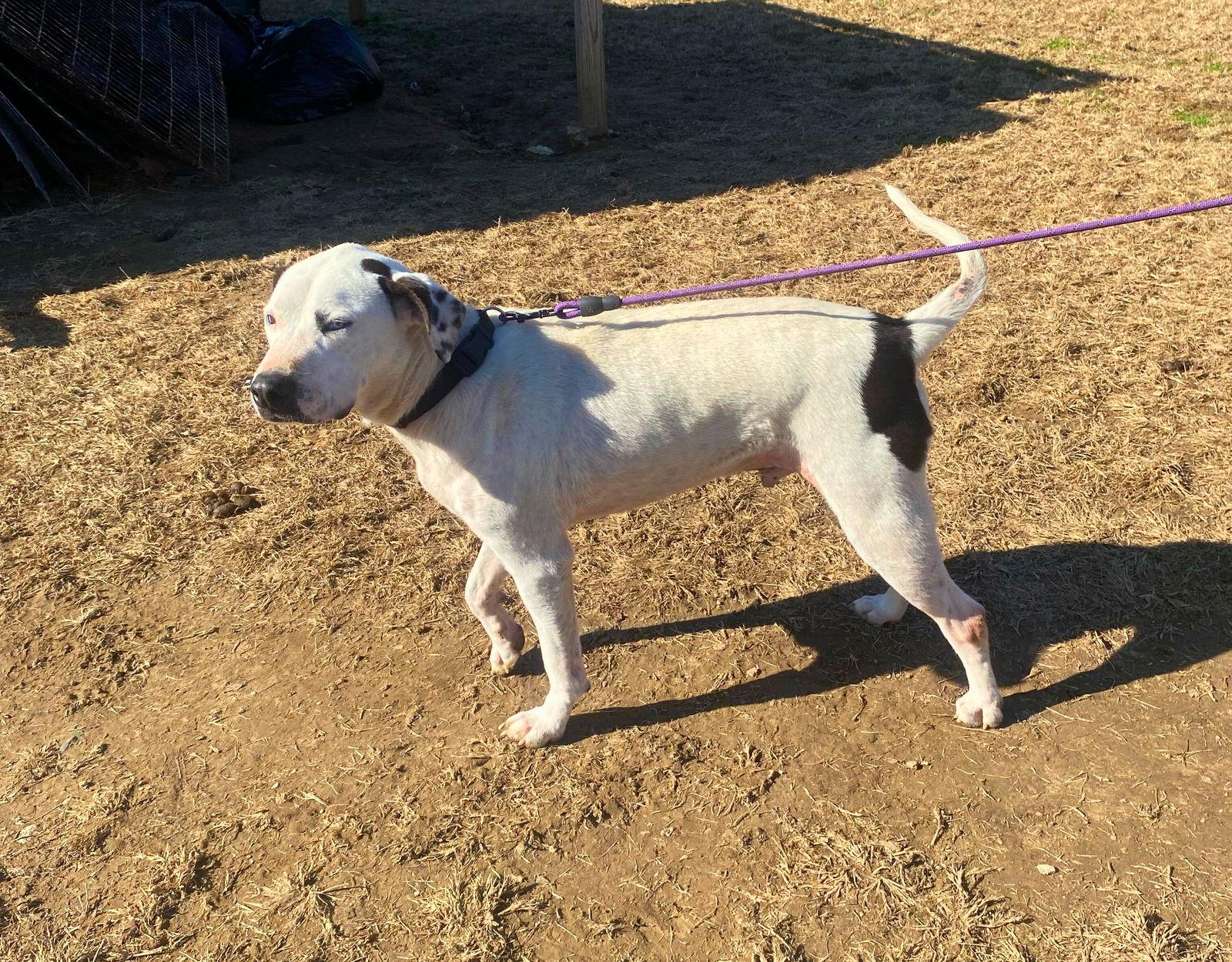 Enlarge Blue (jh), a Adoptable Pit Bull Terrier in White Bluff, TN image 1/3