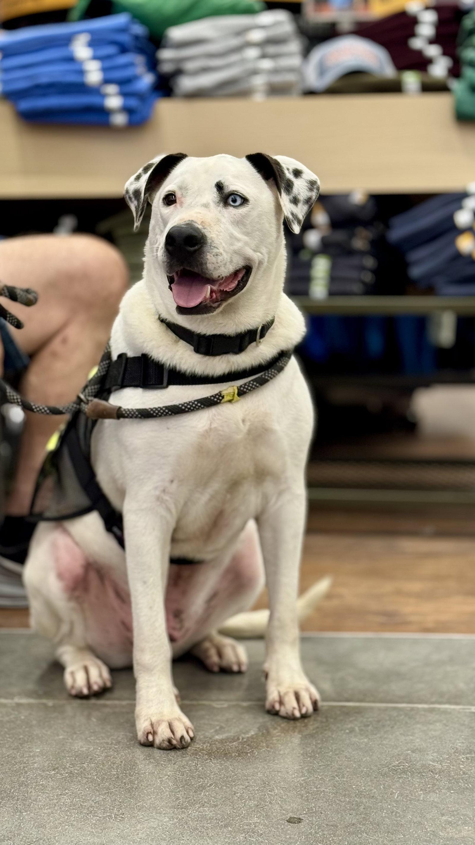Blue (jh), Adoptable, Adult Male Pit Bull Terrier.