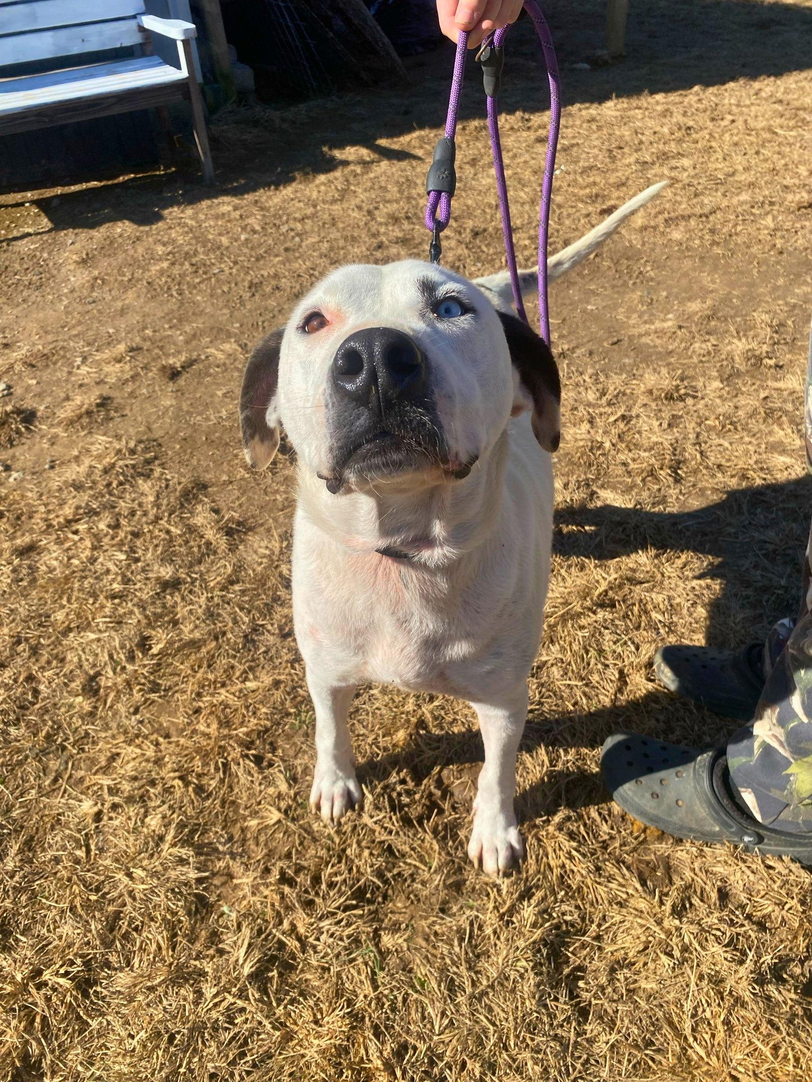 Enlarge Blue (jh), a Adoptable Pit Bull Terrier in White Bluff, TN image 2/3