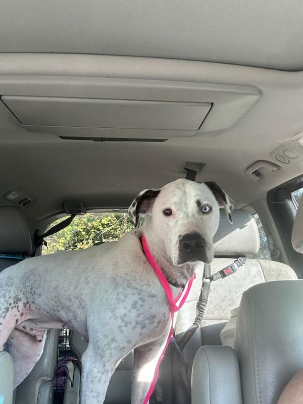 Enlarge Blue (jh), a Adoptable Pit Bull Terrier in White Bluff, TN image 3/3