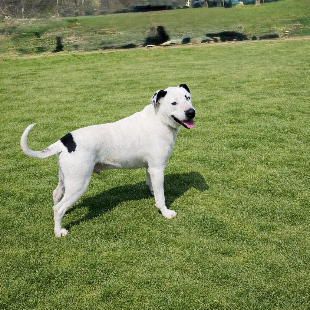 Enlarge Blue (jh), a Adoptable Pit Bull Terrier in White Bluff, TN image 1/3