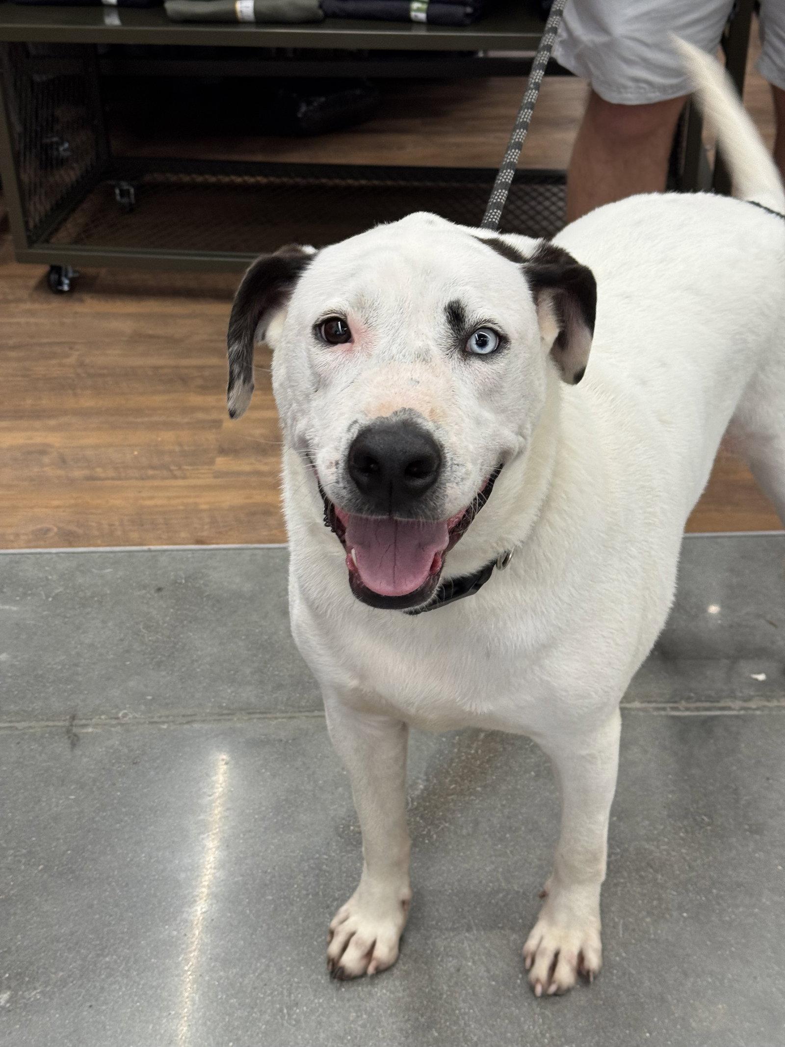 Enlarge Blue (jh), a Adoptable Pit Bull Terrier in White Bluff, TN image 2/3