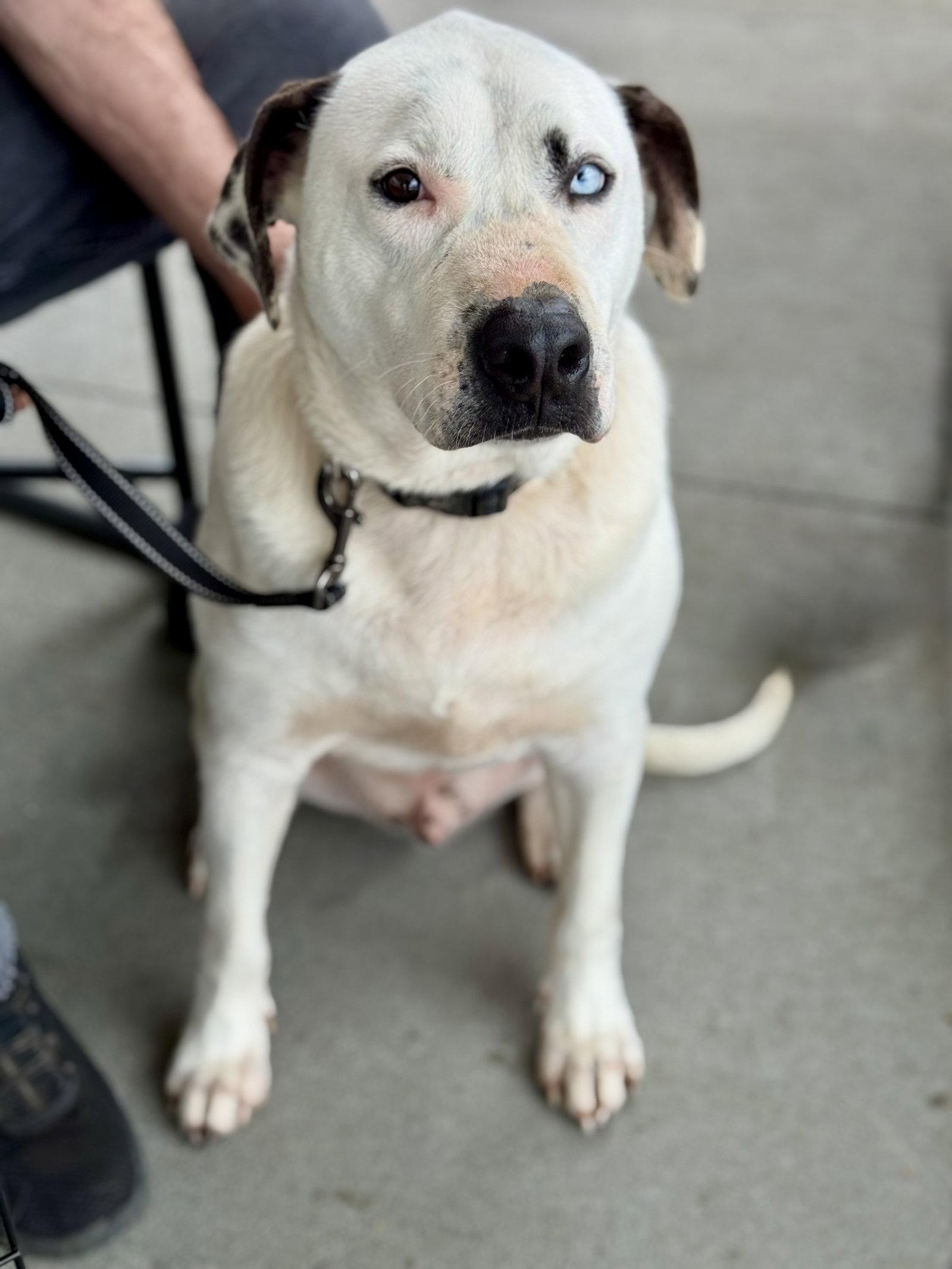 Enlarge Blue (jh), a Adoptable Pit Bull Terrier in White Bluff, TN image 2/3