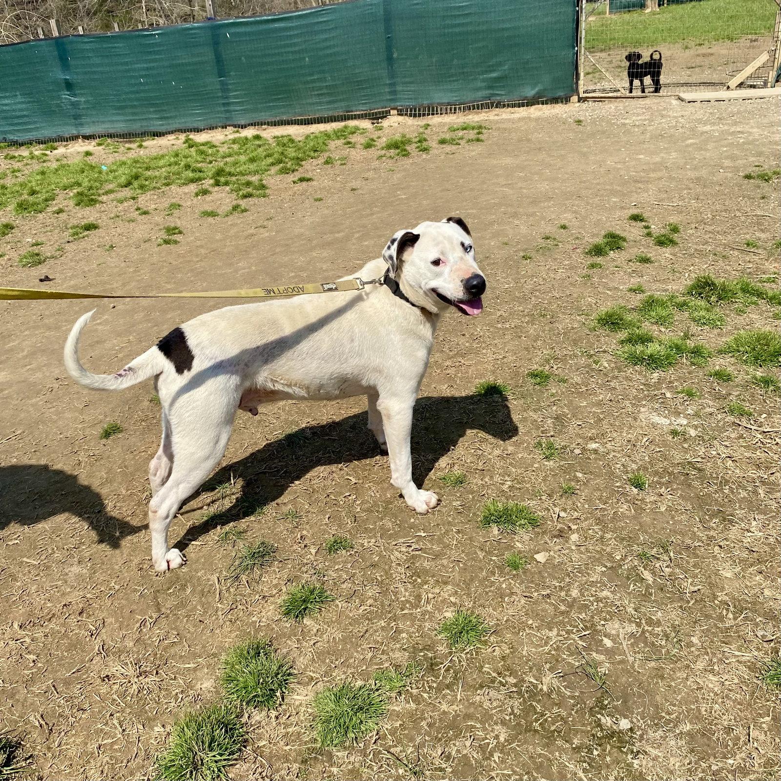 Enlarge Blue (jh), a Adoptable Pit Bull Terrier in White Bluff, TN image 3/3