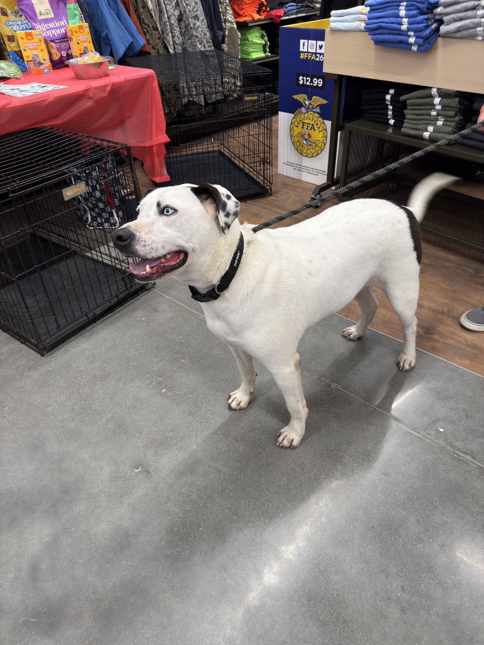 Enlarge Blue (jh), a Adoptable Pit Bull Terrier in White Bluff, TN image 3/3
