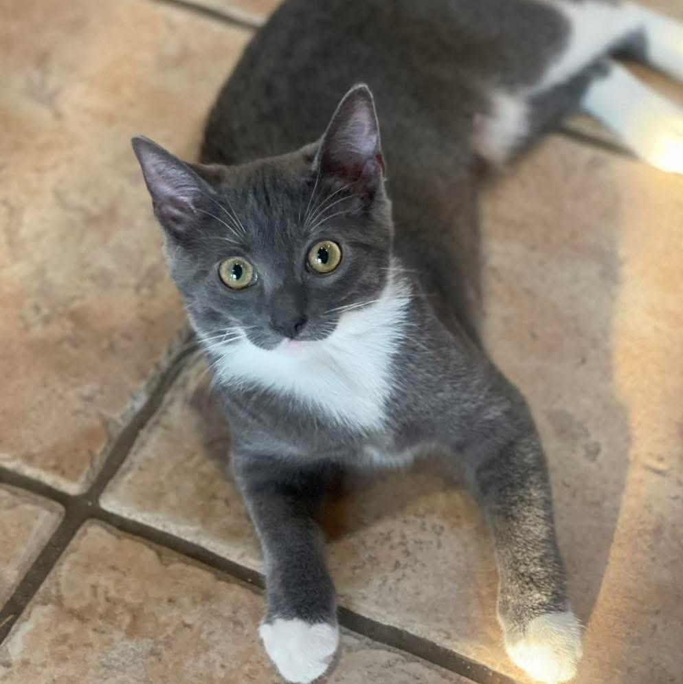 Boots, Adoptable, Young Female Domestic Short Hair.