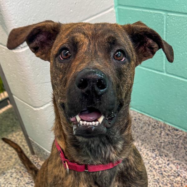 Dee Dee, Adoptable, Young Female Pit Bull Terrier.