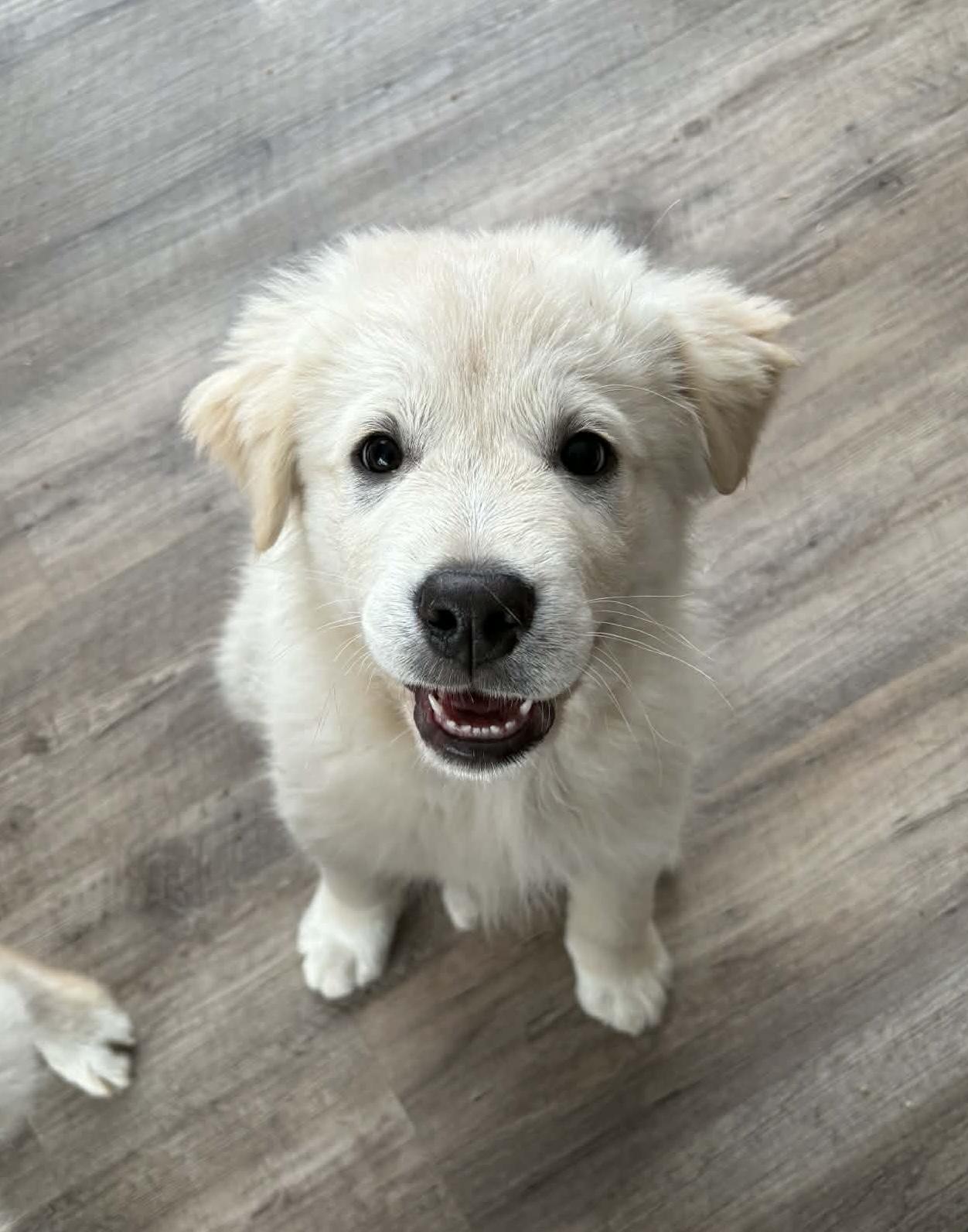 Enlarge Fozzy, a ADOPTABLE mixed breed in Saskatoon, SK image 1/4