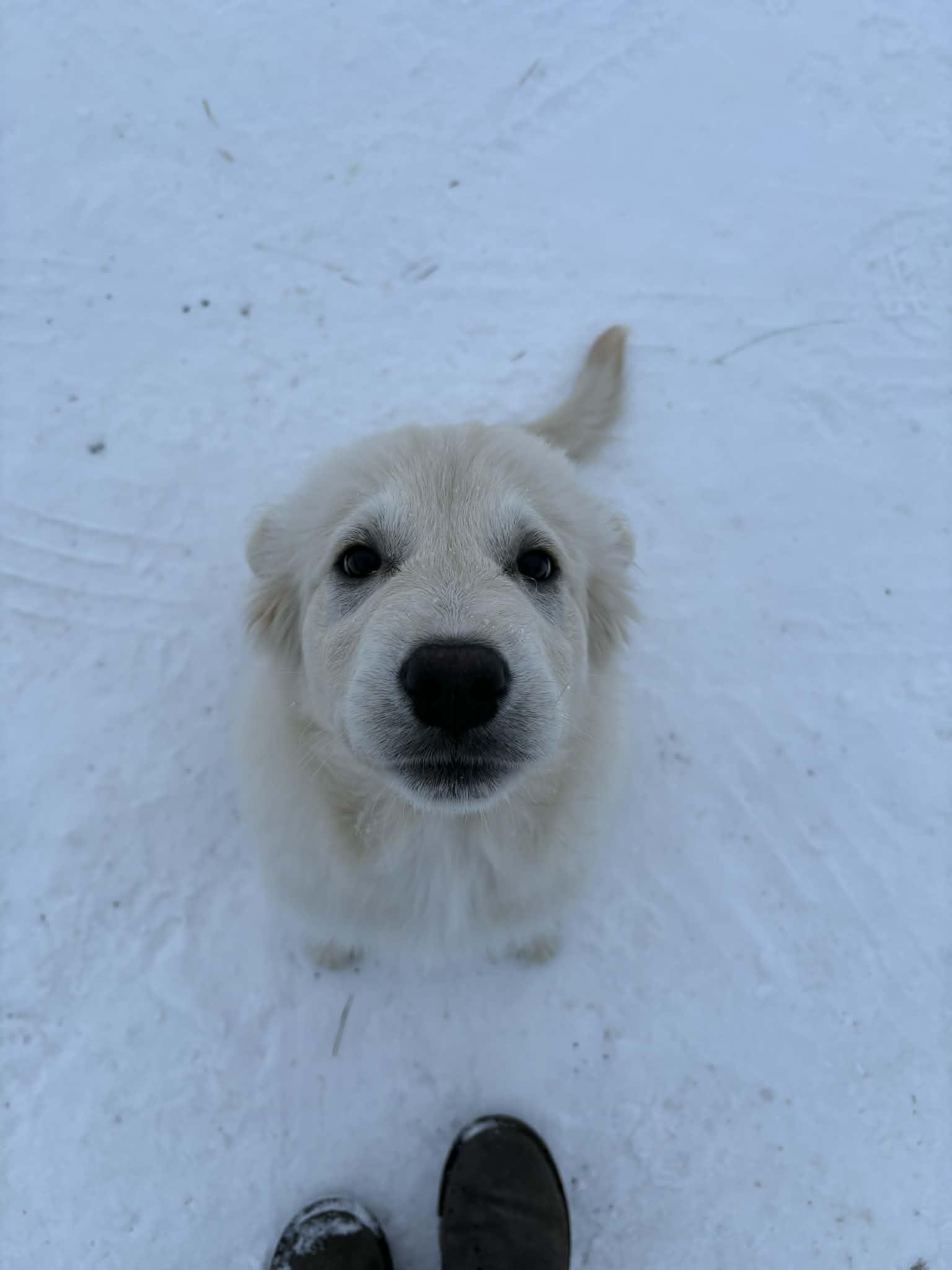 Enlarge Fozzy, a ADOPTABLE mixed breed in Saskatoon, SK image 4/4