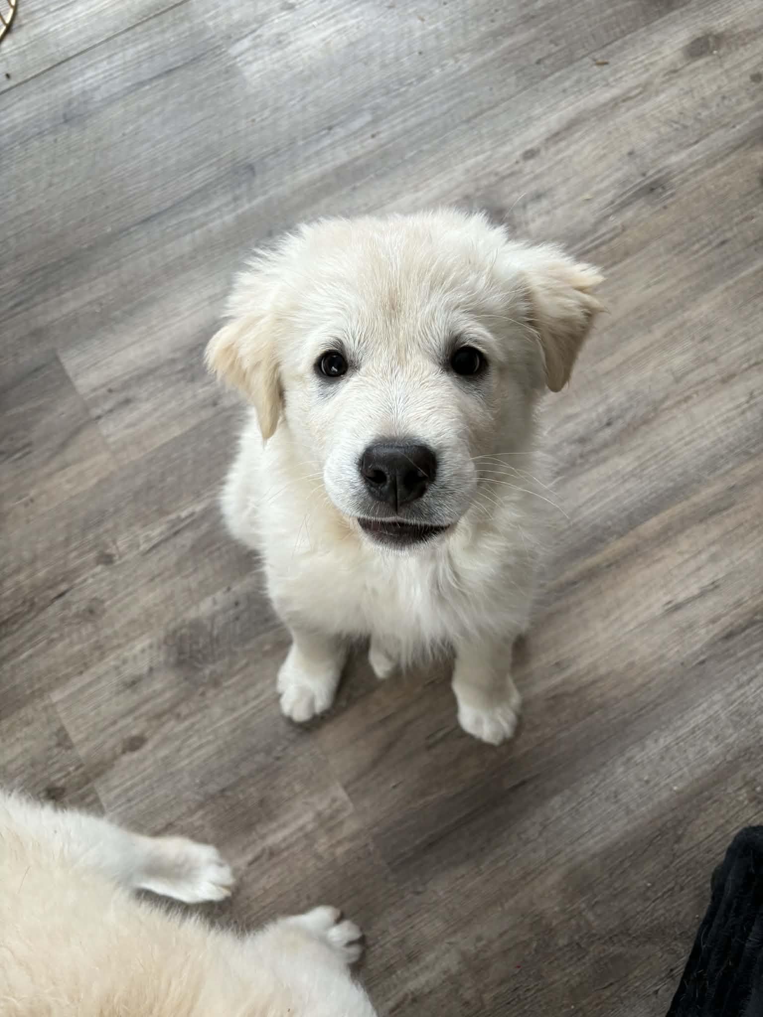 Enlarge Fozzy, a ADOPTABLE mixed breed in Saskatoon, SK image 2/4
