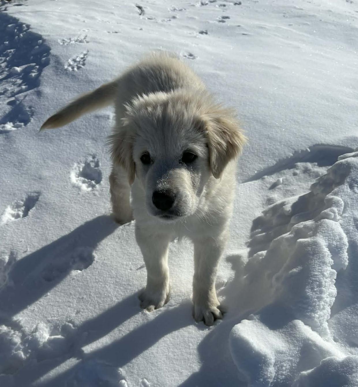 Enlarge Fozzy, a ADOPTABLE mixed breed in Saskatoon, SK image 3/4