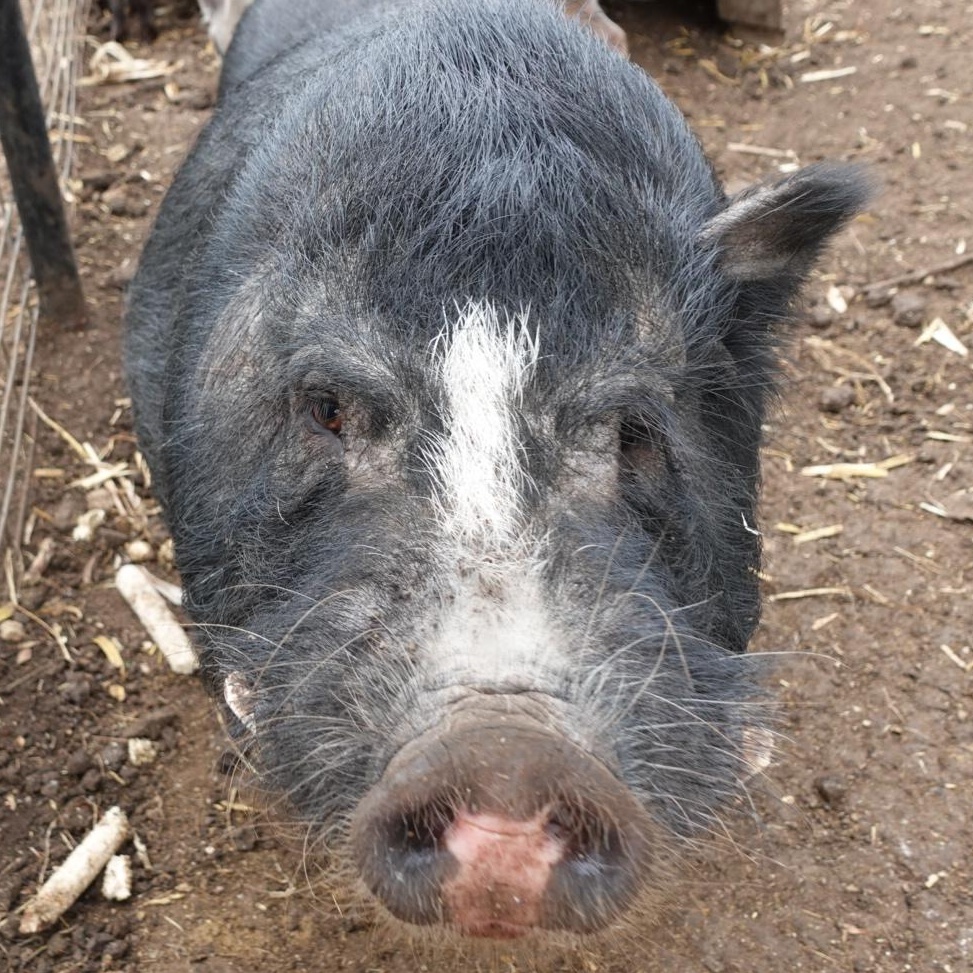 Enlarge Frankie, a Adoptable Pig in Bulverde, TX image 1/3