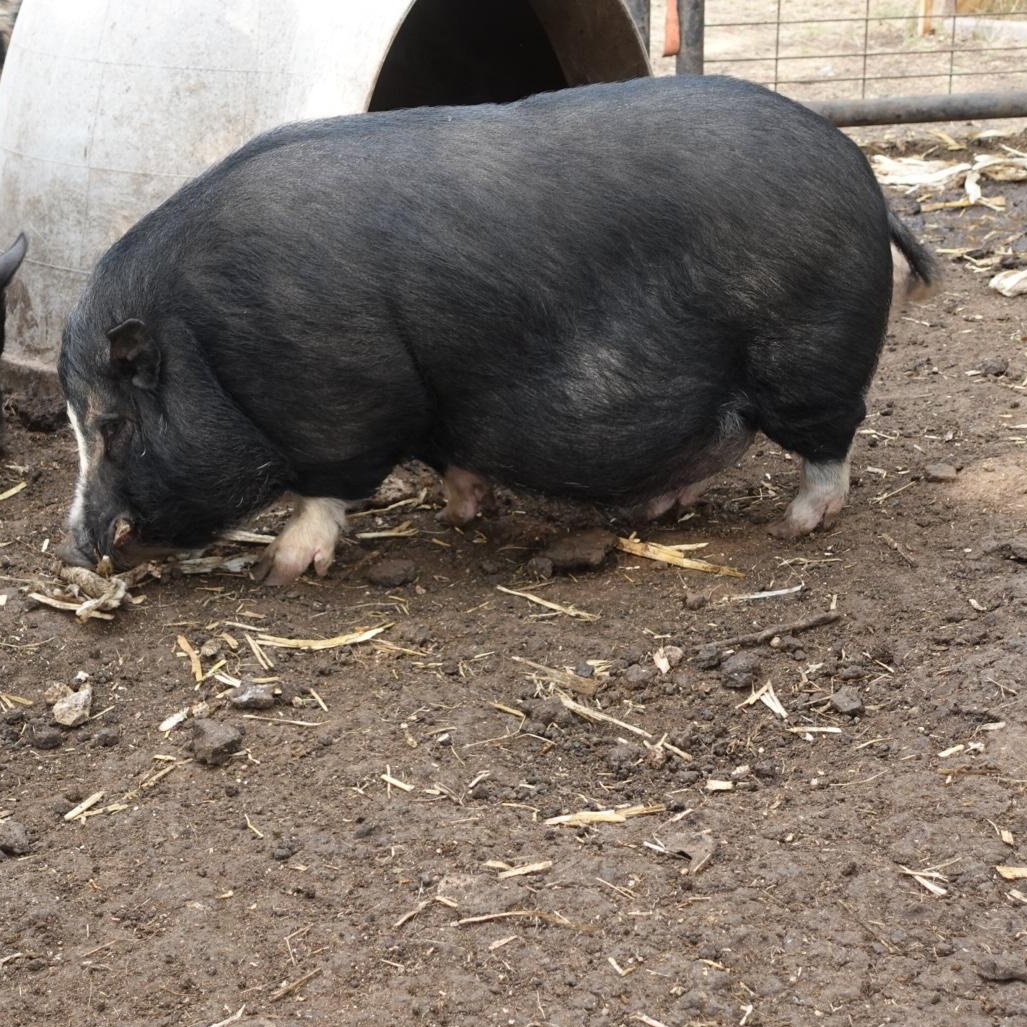 Enlarge Frankie, a Adoptable Pig in Bulverde, TX image 2/3
