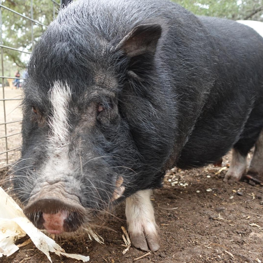 Enlarge Frankie, a Adoptable Pig in Bulverde, TX image 3/3