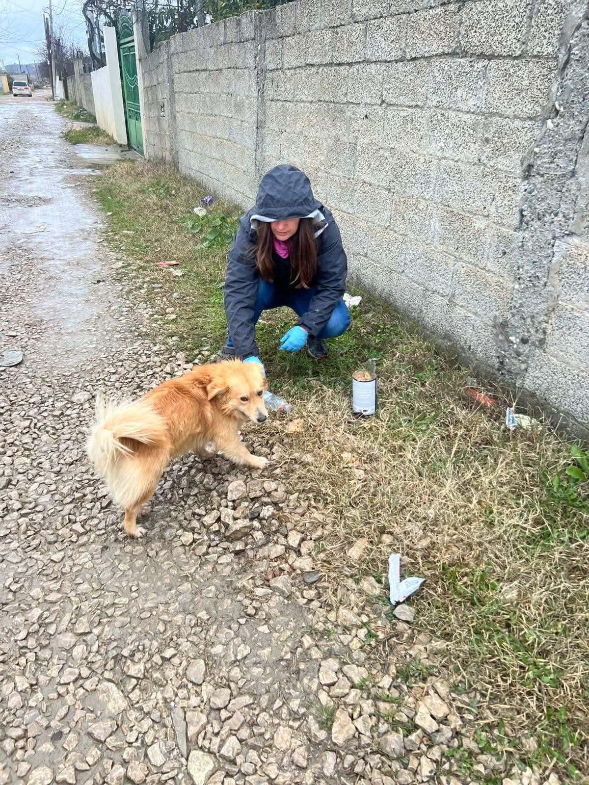Enlarge Gianni , an adopted mixed breed in New York, NY image 3/5
