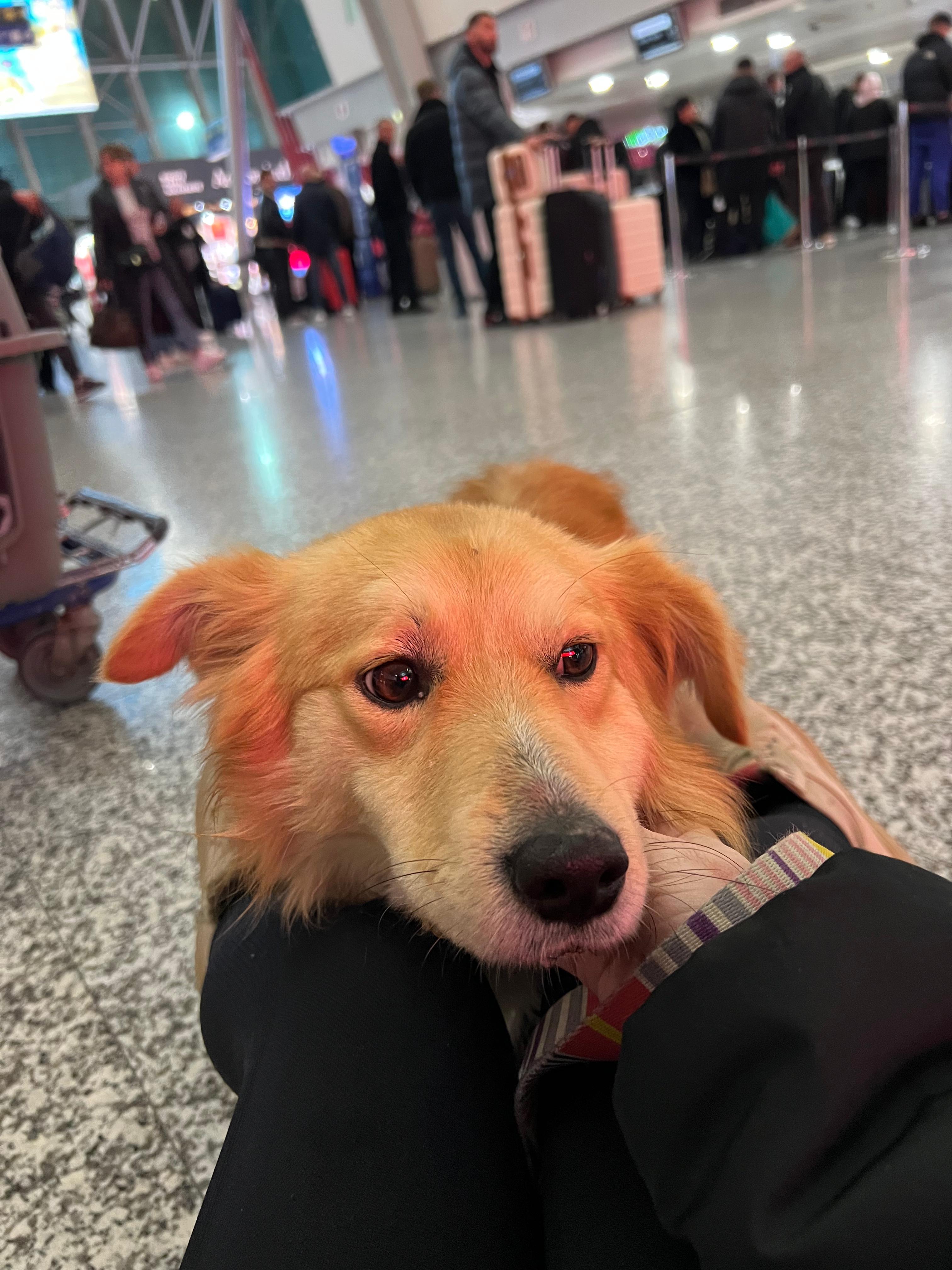 Gianni , an adopted mixed breed in New York, NY image 2/6