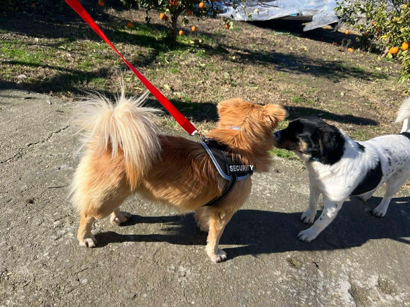 Enlarge Gianni , an adopted mixed breed in New York, NY image 4/5