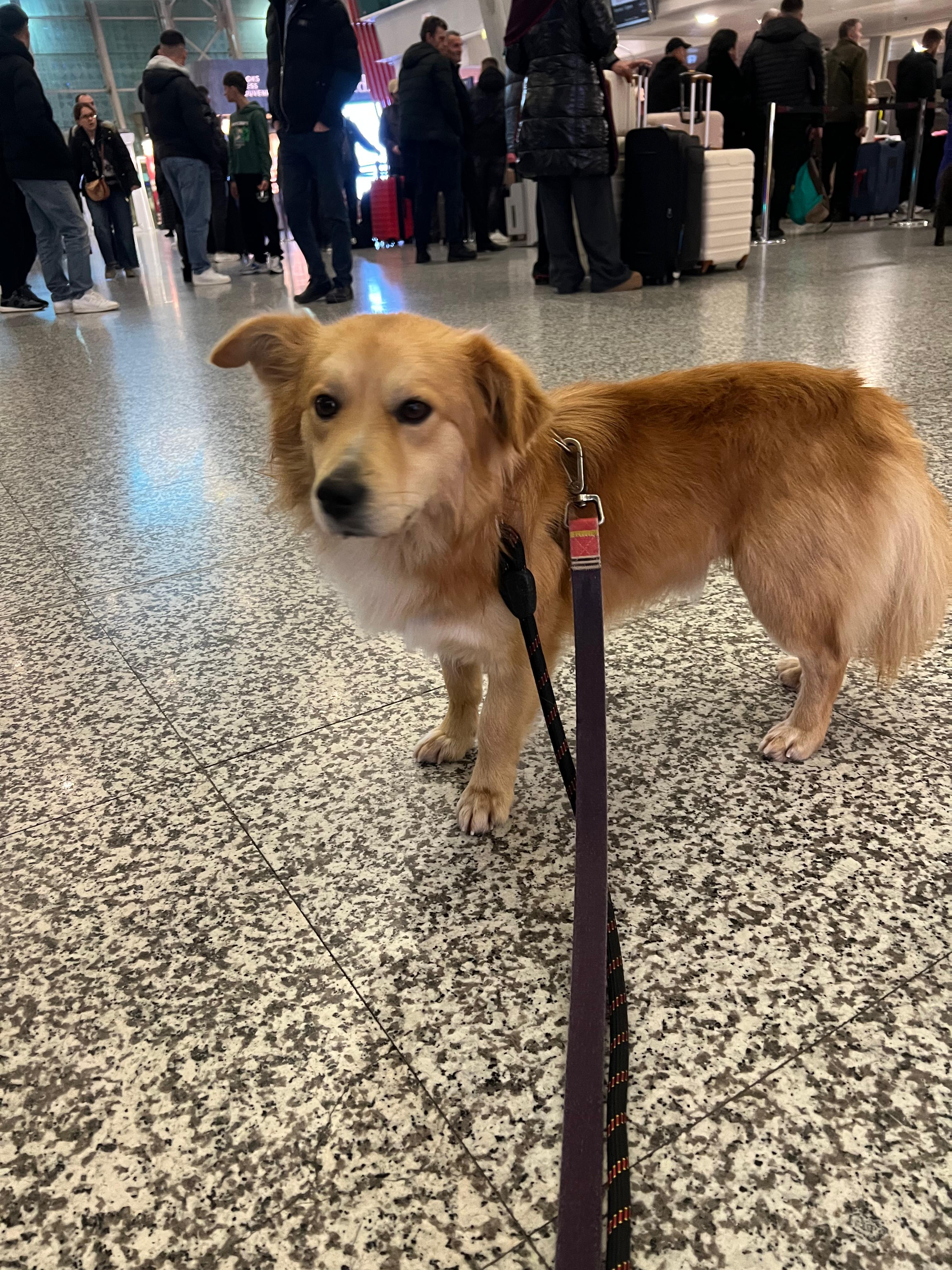 Gianni , an adopted mixed breed in New York, NY image 1/6