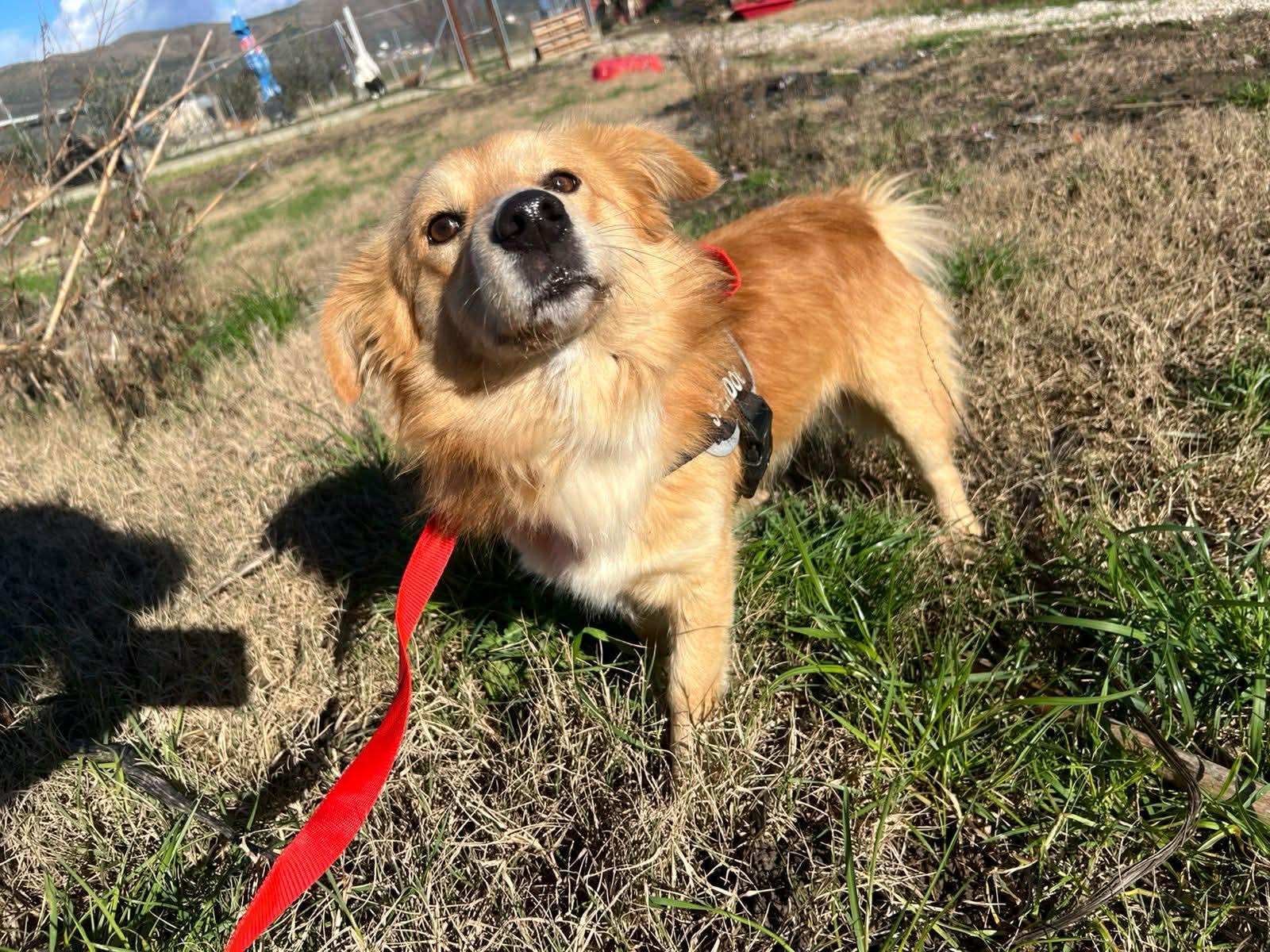 Enlarge Gianni , an adopted mixed breed in New York, NY image 2/5