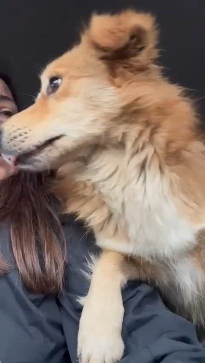 Enlarge Gianni , an adopted mixed breed in New York, NY video 5/5