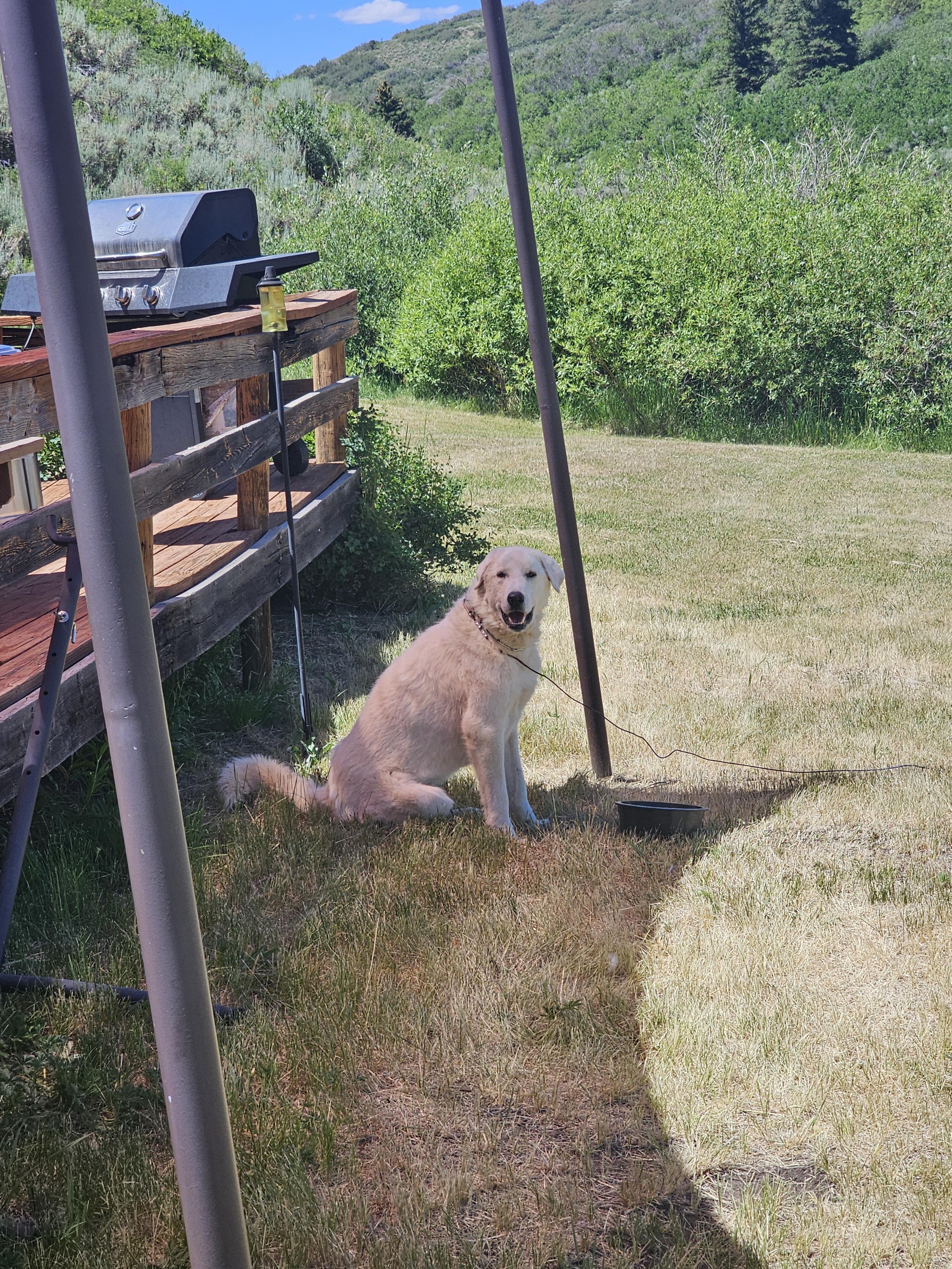 Courtesy post please call Owner (Samantha Garrison 970-765-1497), a ADOPTABLE Great Pyrenees in Montrose, CO image 2/3