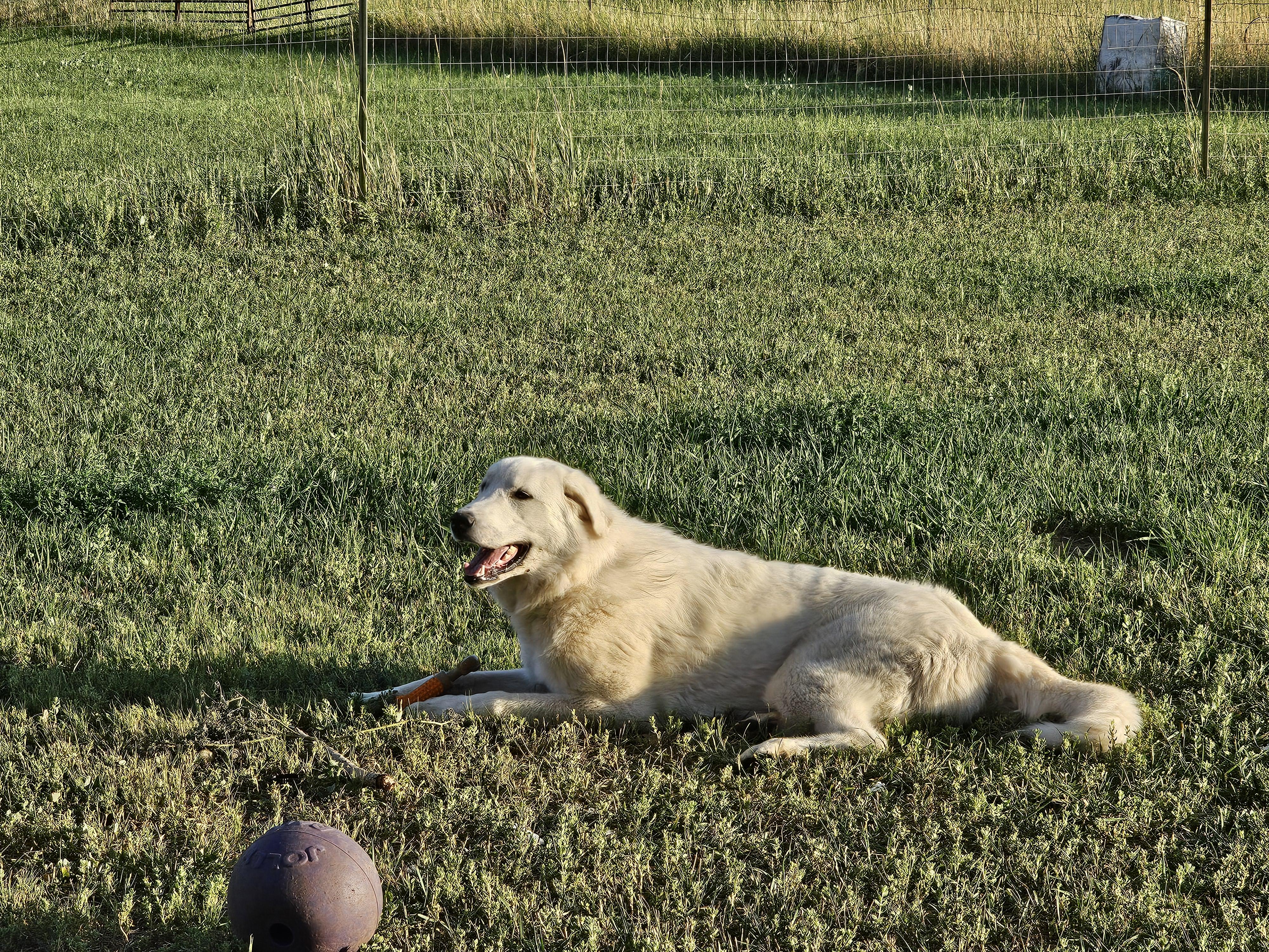 Courtesy post please call Owner (Samantha Garrison 970-765-1497), a ADOPTABLE Great Pyrenees in Montrose, CO image 1/3