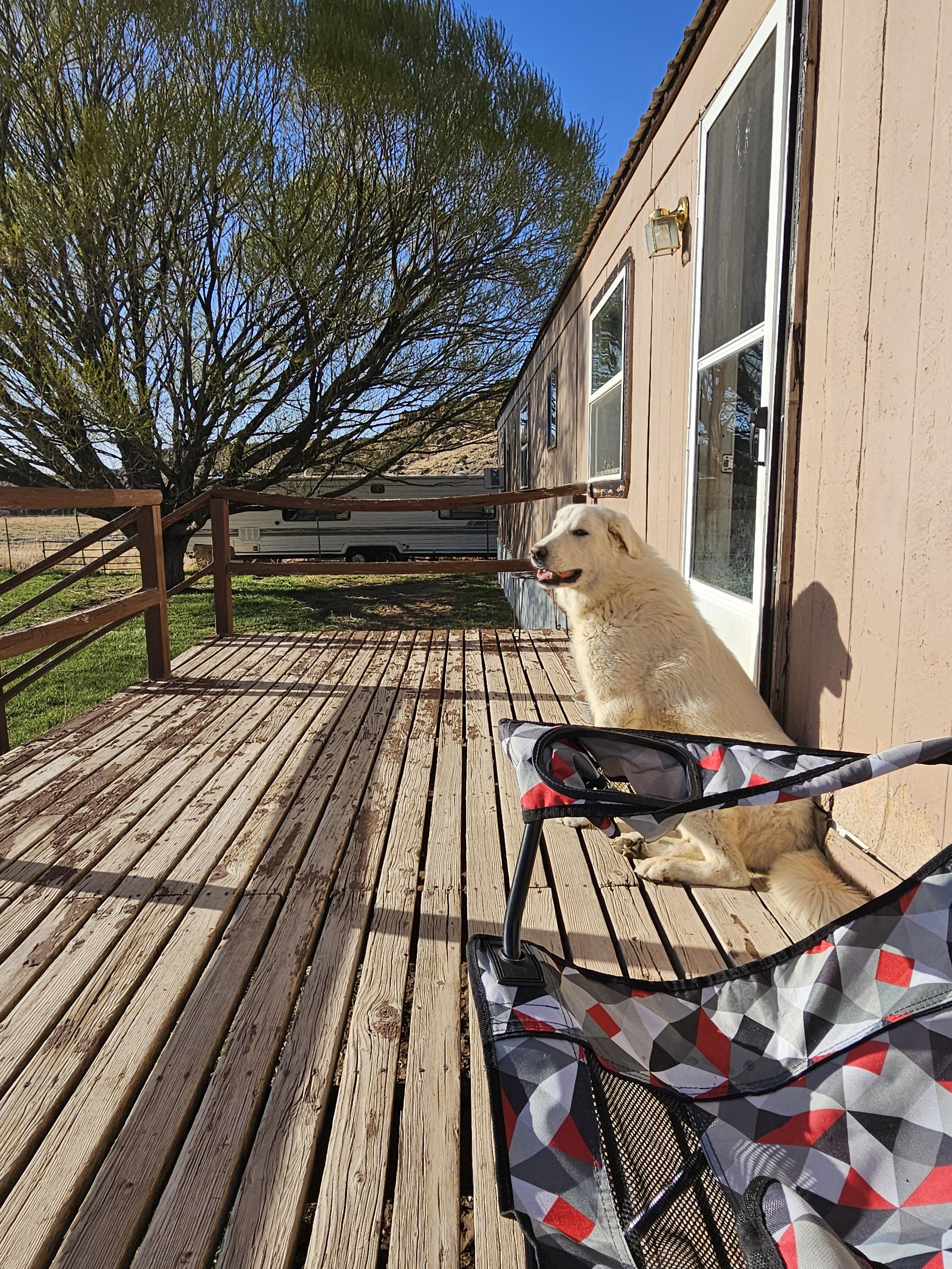 Courtesy post please call Owner (Samantha Garrison 970-765-1497), a ADOPTABLE Great Pyrenees in Montrose, CO image 3/3