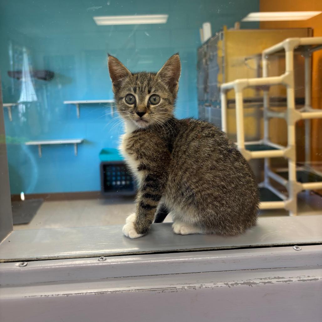 Morticia, Adoptable, Kitten Female Domestic Short Hair.