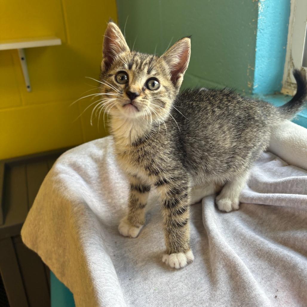 Enlarge Morticia, a Adoptable Domestic Short Hair in Roxboro, NC image 3/3