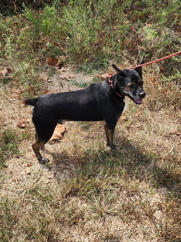 Tobias, Adoptable, Adult Male Terrier.