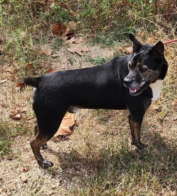 Enlarge Tobias, a Adoptable mixed breed in Osage Beach, MO image 2/6