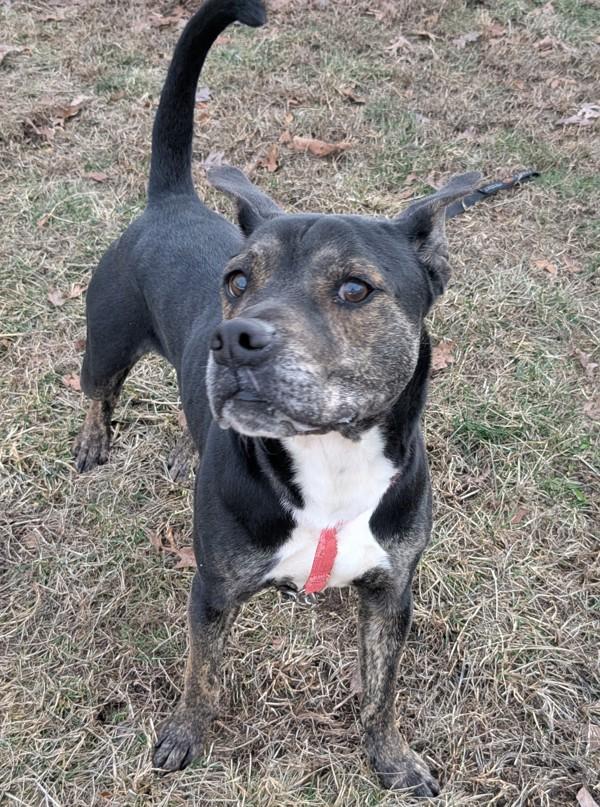 Enlarge Tobias, a Adoptable mixed breed in Osage Beach, MO image 3/6