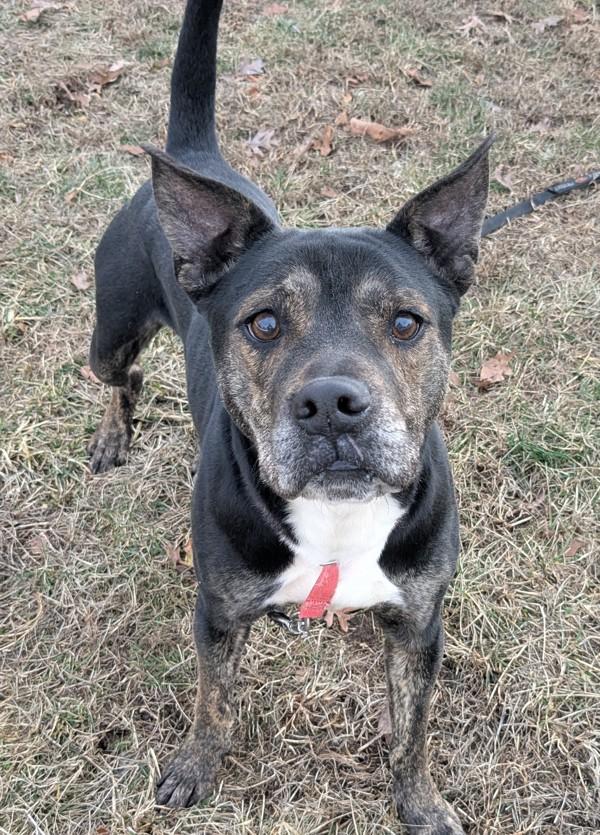 Enlarge Tobias, a Adoptable mixed breed in Osage Beach, MO image 4/6
